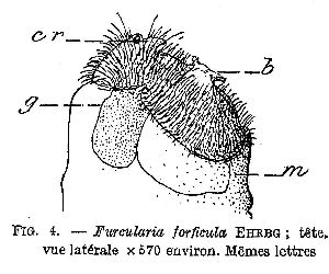 De Beauchamp, P M (1907): Archives de Zoologie Experimentale (ser. 4) 6 